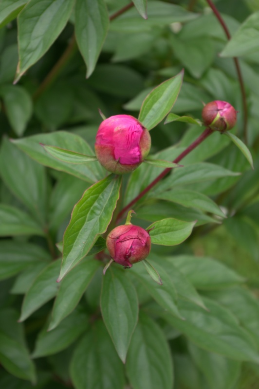 Pivoine 'Souvenir de Marguerite Lemoine'